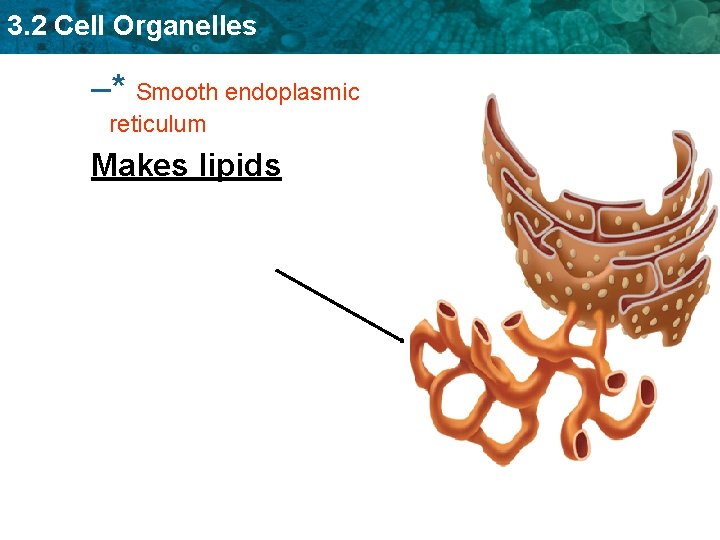 3. 2 Cell Organelles –* Smooth endoplasmic reticulum Makes lipids 