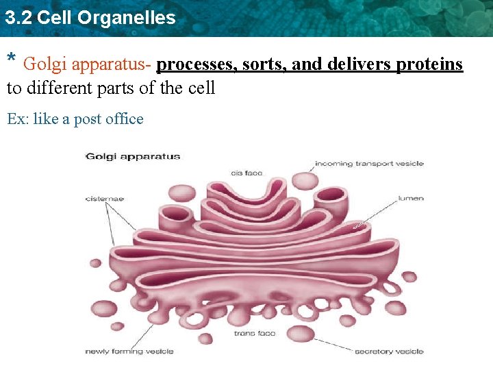 3. 2 Cell Organelles * Golgi apparatus- processes, sorts, and delivers proteins to different