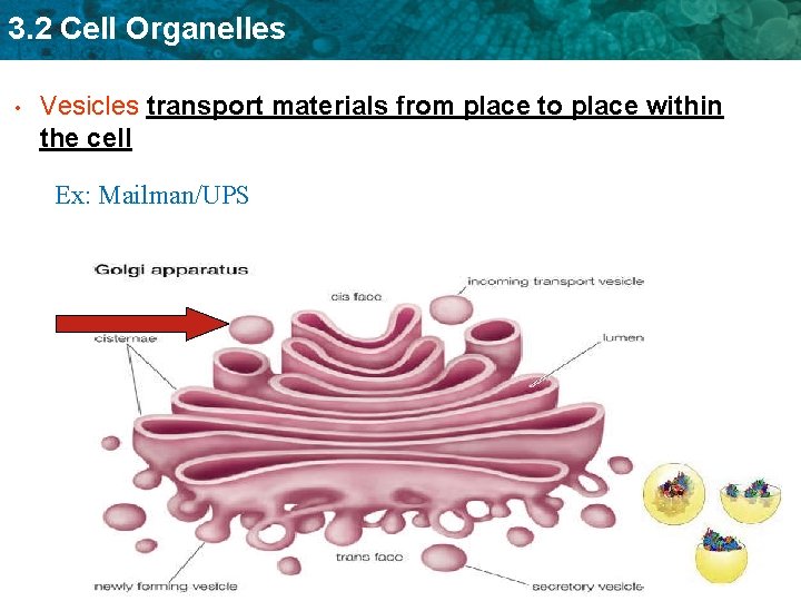 3. 2 Cell Organelles • Vesicles transport materials from place to place within the