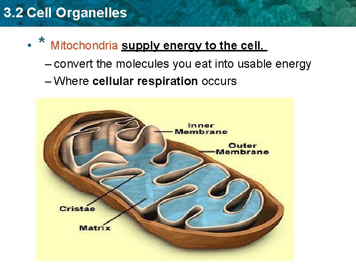 3. 2 Cell Organelles • * Mitochondria supply energy to the cell. – convert