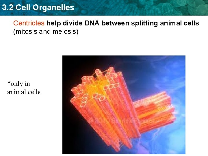 3. 2 Cell Organelles Centrioles help divide DNA between splitting animal cells (mitosis and