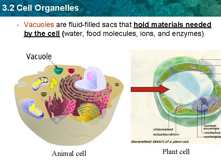 3. 2 Cell Organelles • Vacuoles are fluid-filled sacs that hold materials needed by