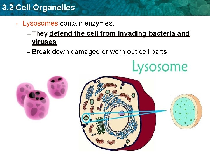 3. 2 Cell Organelles • Lysosomes contain enzymes. – They defend the cell from