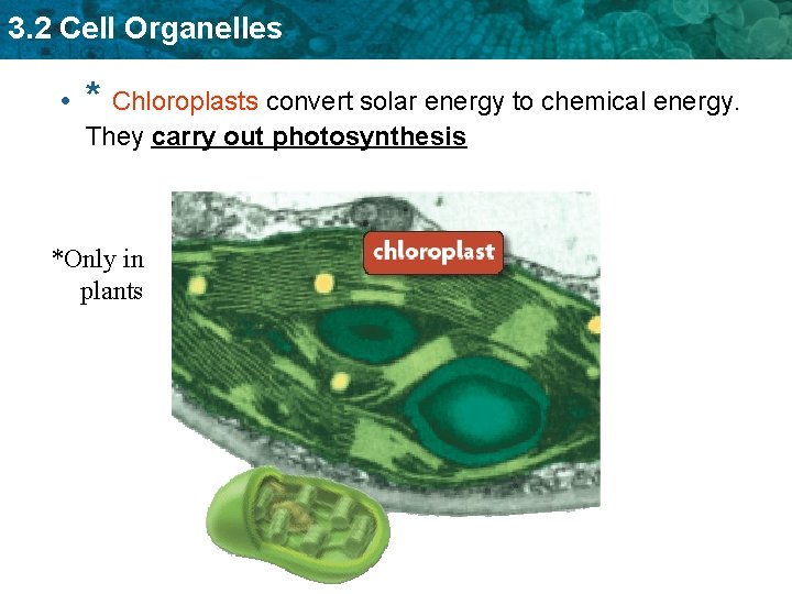 3. 2 Cell Organelles • * Chloroplasts convert solar energy to chemical energy. They