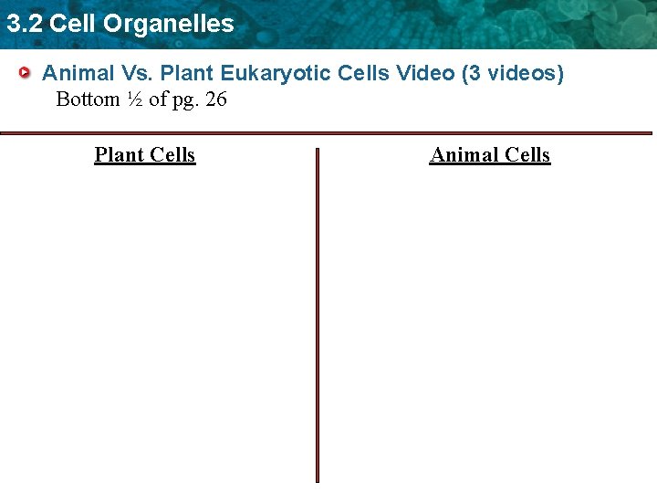 3. 2 Cell Organelles Animal Vs. Plant Eukaryotic Cells Video (3 videos) Bottom ½