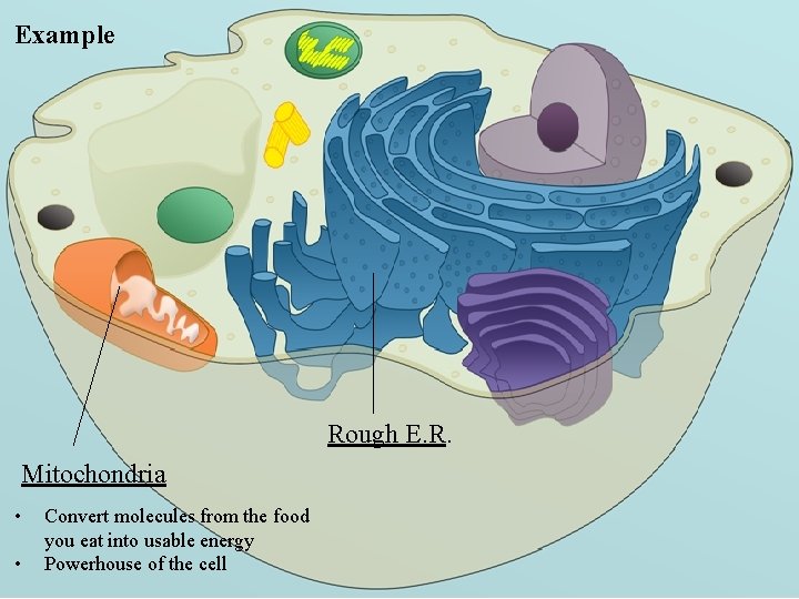 3. 2 Cell Organelles Example Rough E. R. Mitochondria • • Convert molecules from