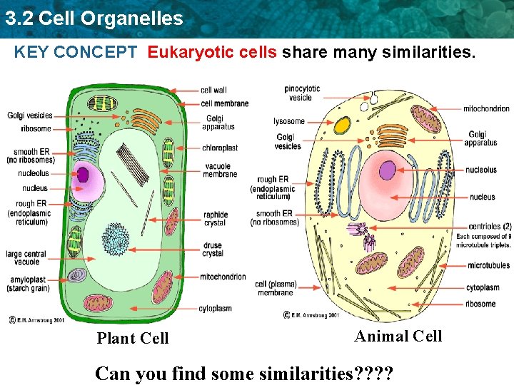 3. 2 Cell Organelles KEY CONCEPT Eukaryotic cells share many similarities. Plant Cell Animal