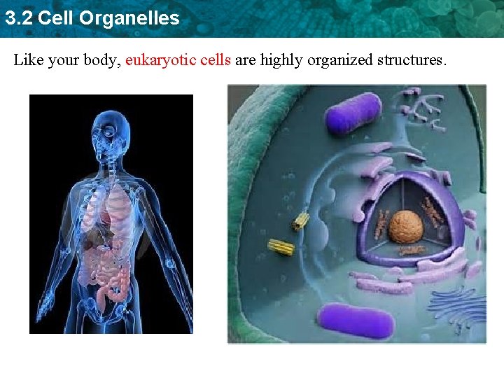 3. 2 Cell Organelles Like your body, eukaryotic cells are highly organized structures. 