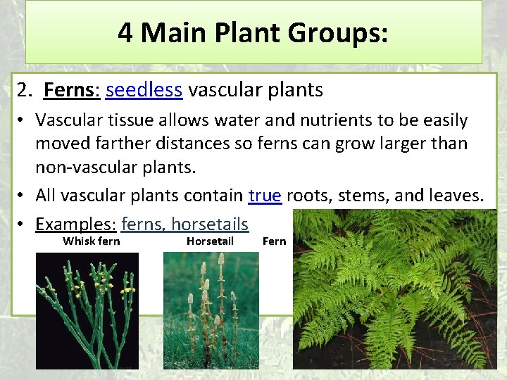 4 Main Plant Groups: 2. Ferns: seedless vascular plants • Vascular tissue allows water