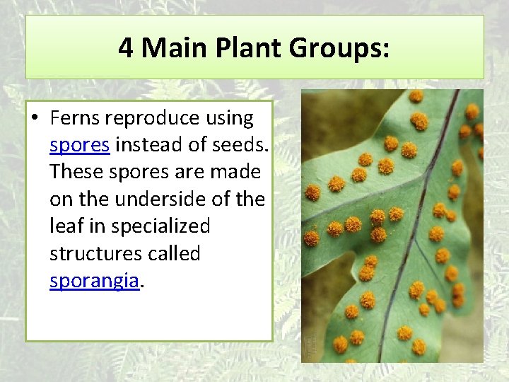 4 Main Plant Groups: • Ferns reproduce using spores instead of seeds. These spores