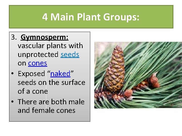 4 Main Plant Groups: 3. Gymnosperm: vascular plants with unprotected seeds on cones •