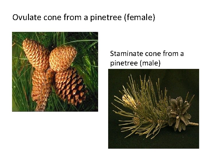 Ovulate cone from a pinetree (female) Staminate cone from a pinetree (male) 