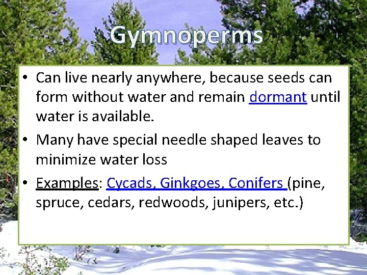 Gymnoperms • Can live nearly anywhere, because seeds can form without water and remain