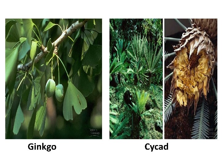 Ginkgo Cycad 