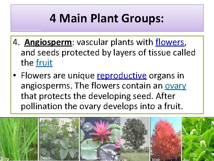 4 Main Plant Groups: 4. Angiosperm: vascular plants with flowers, and seeds protected by