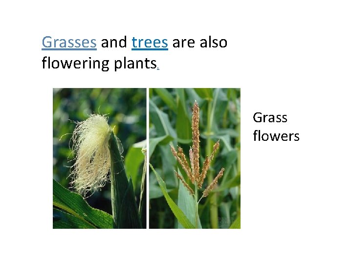 Grasses and trees are also flowering plants. Grass flowers 