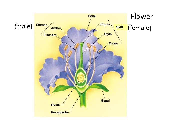 Flower (male) pistil (female) 