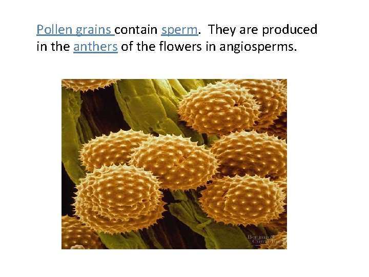 Pollen grains contain sperm. They are produced in the anthers of the flowers in