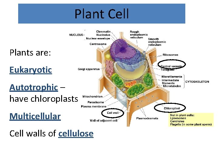 Plant Cell Plants are: Eukaryotic Autotrophic – have chloroplasts Multicellular Cell walls of cellulose