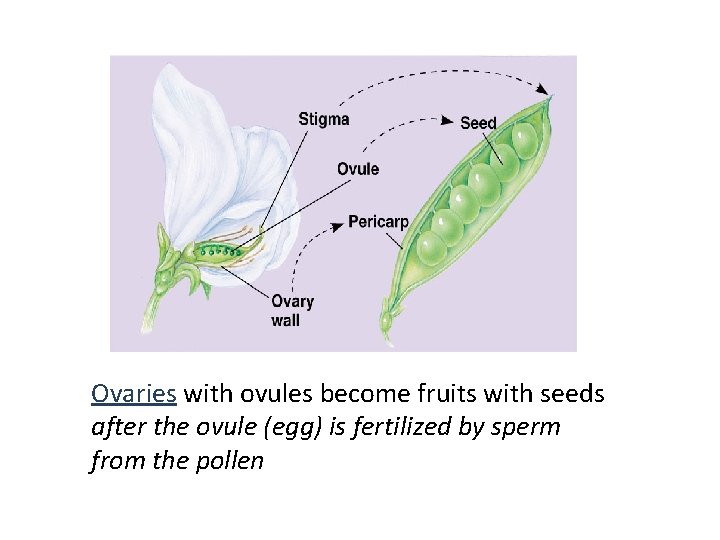 Ovaries with ovules become fruits with seeds after the ovule (egg) is fertilized by