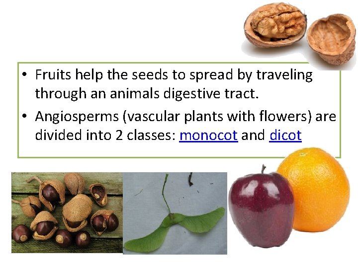  • Fruits help the seeds to spread by traveling through an animals digestive