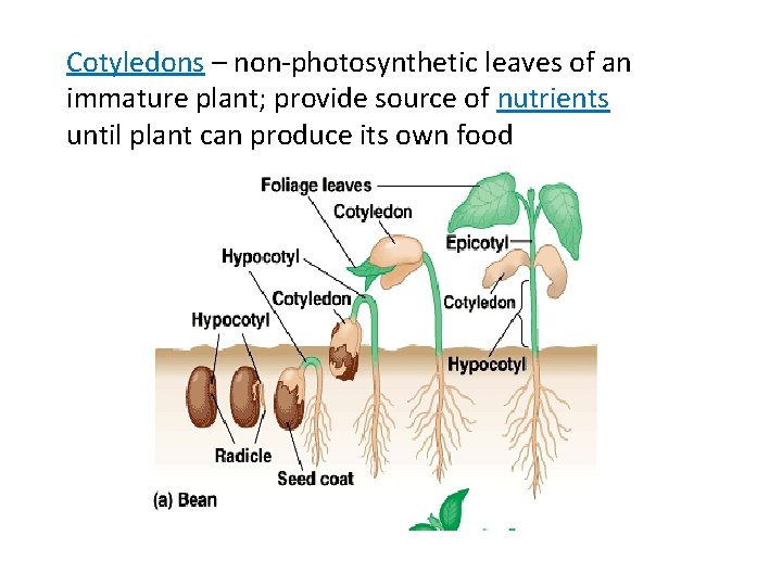 Cotyledons – non-photosynthetic leaves of an immature plant; provide source of nutrients until plant