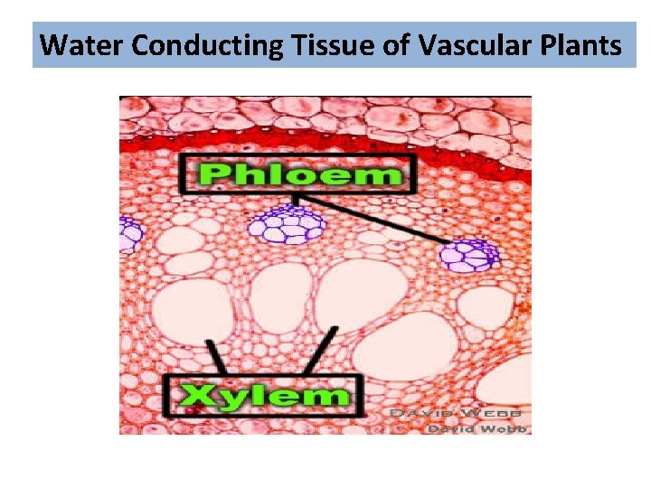 Water Conducting Tissue of Vascular Plants 