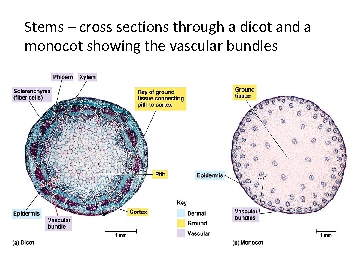 Stems – cross sections through a dicot and a monocot showing the vascular bundles