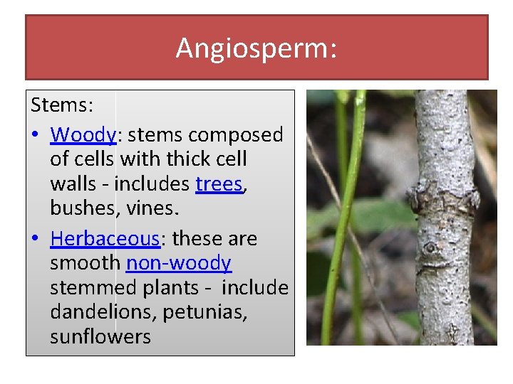 Angiosperm: Stems: • Woody: stems composed of cells with thick cell walls - includes