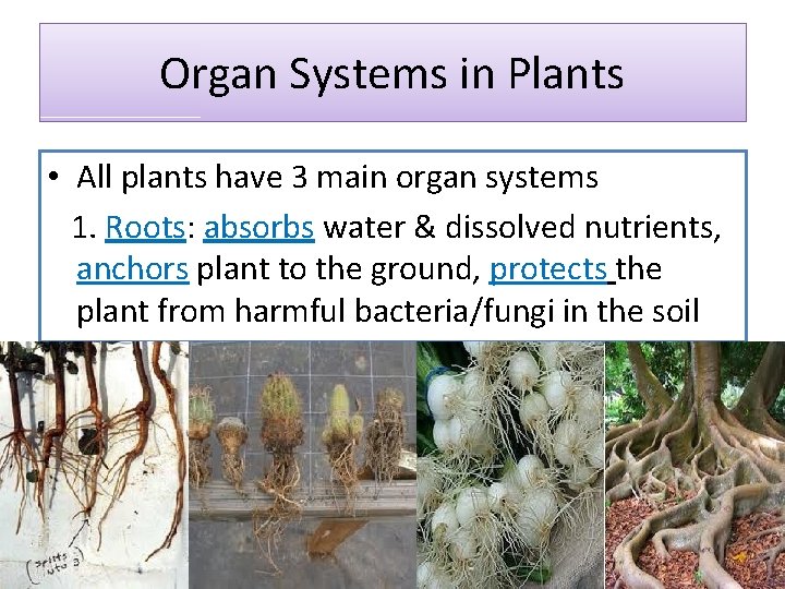 Organ Systems in Plants • All plants have 3 main organ systems 1. Roots:
