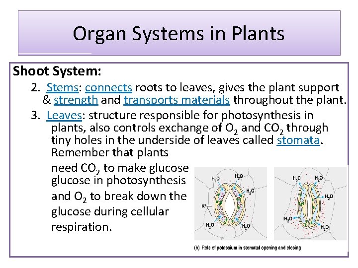 Organ Systems in Plants Shoot System: 2. Stems: connects roots to leaves, gives the