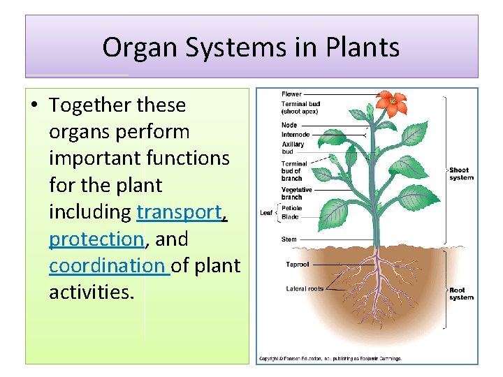 Organ Systems in Plants • Together these organs perform important functions for the plant