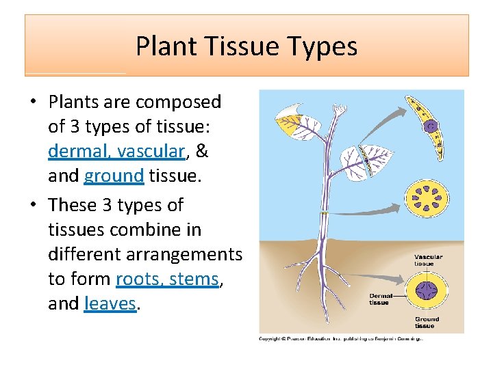 Plant Tissue Types • Plants are composed of 3 types of tissue: dermal, vascular,