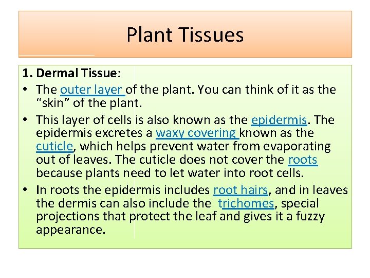 Plant Tissues 1. Dermal Tissue: • The outer layer of the plant. You can