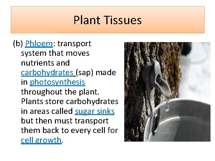Plant Tissues (b) Phloem: transport system that moves nutrients and carbohydrates (sap) made in