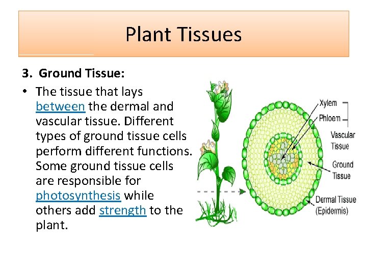 Plant Tissues 3. Ground Tissue: • The tissue that lays between the dermal and