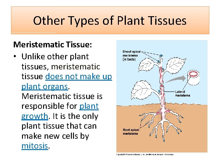 Other Types of Plant Tissues Meristematic Tissue: • Unlike other plant tissues, meristematic tissue