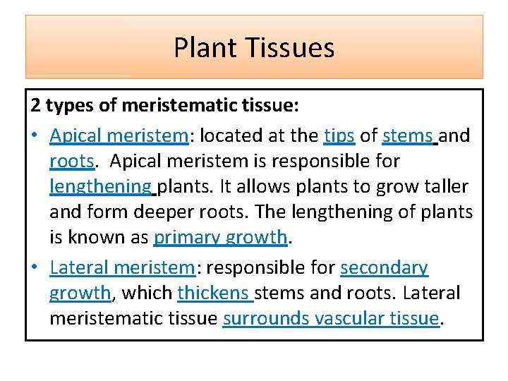 Plant Tissues 2 types of meristematic tissue: • Apical meristem: located at the tips