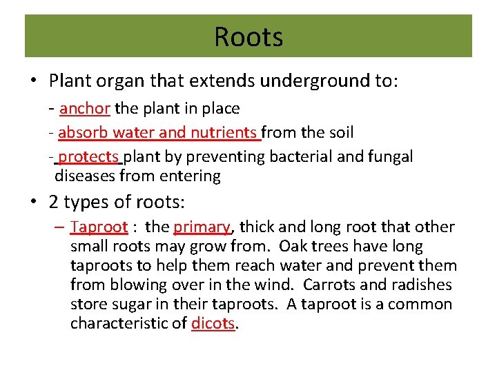 Roots • Plant organ that extends underground to: - anchor the plant in place