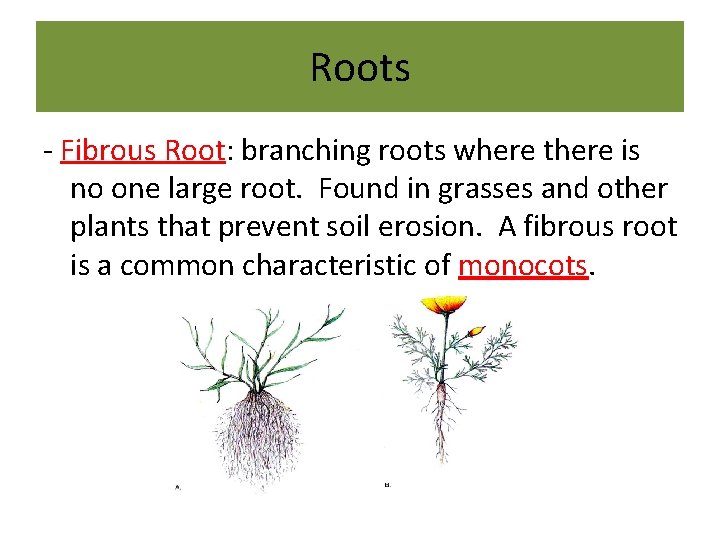 Roots - Fibrous Root: branching roots where there is no one large root. Found