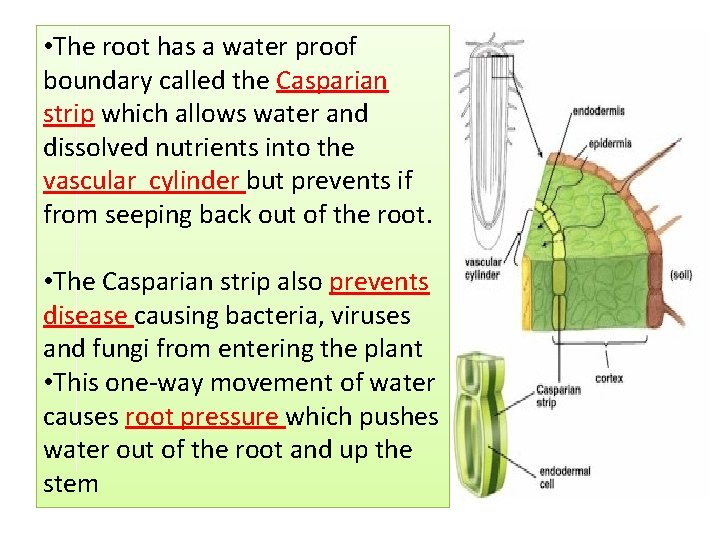  • The root has a water proof boundary called the Casparian strip which