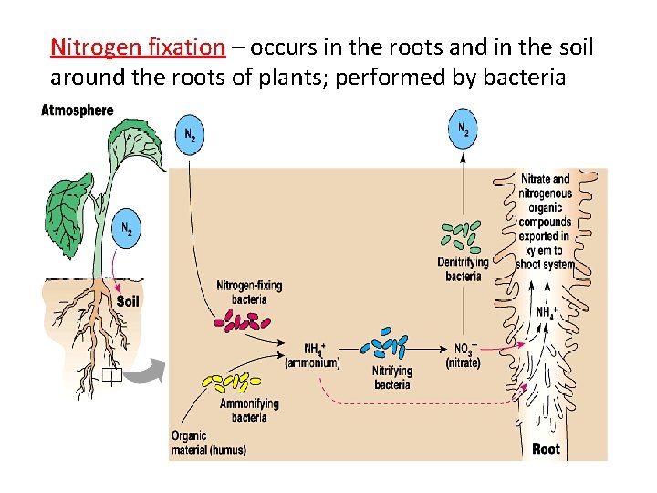 Nitrogen fixation – occurs in the roots and in the soil around the roots