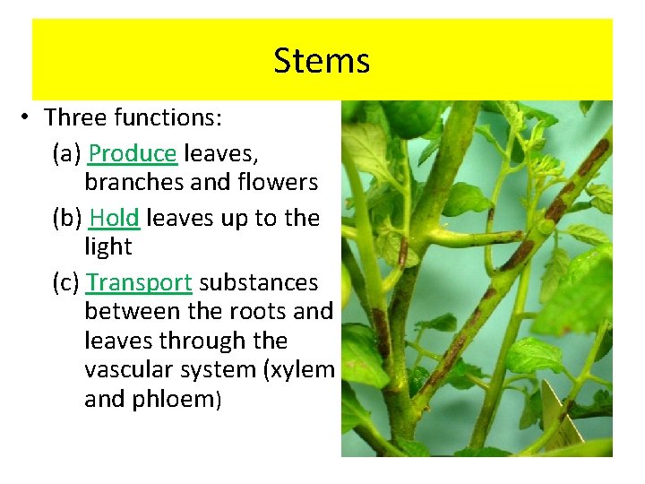 Stems • Three functions: (a) Produce leaves, branches and flowers (b) Hold leaves up