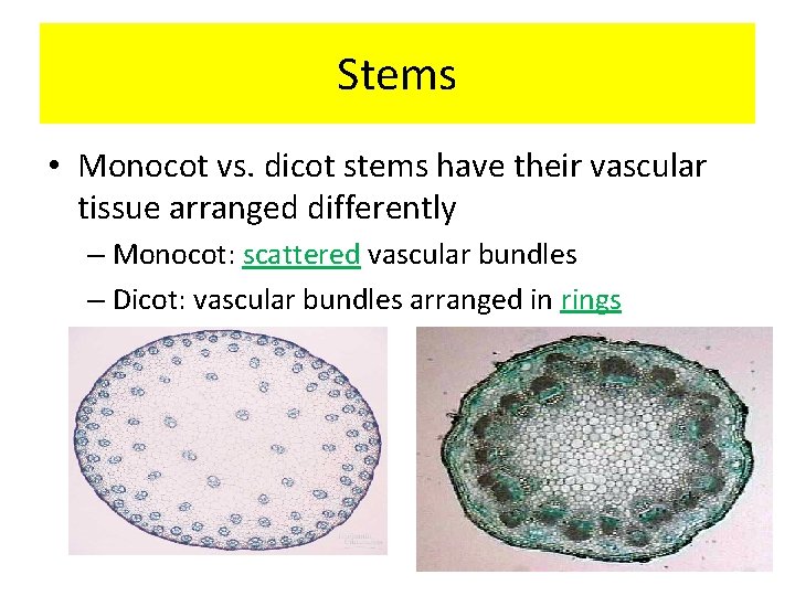 Stems • Monocot vs. dicot stems have their vascular tissue arranged differently – Monocot: