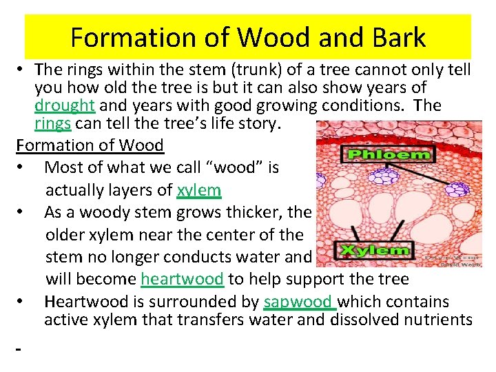 Formation of Wood and Bark • The rings within the stem (trunk) of a