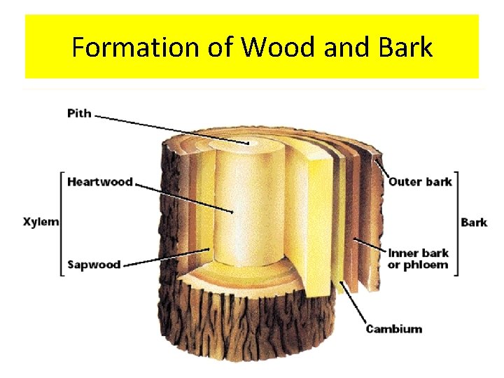 Formation of Wood and Bark 