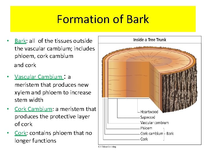 Formation of Bark • Bark: all of the tissues outside the vascular cambium; includes