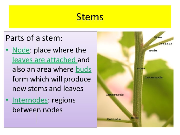 Stems Parts of a stem: • Node: place where the leaves are attached and