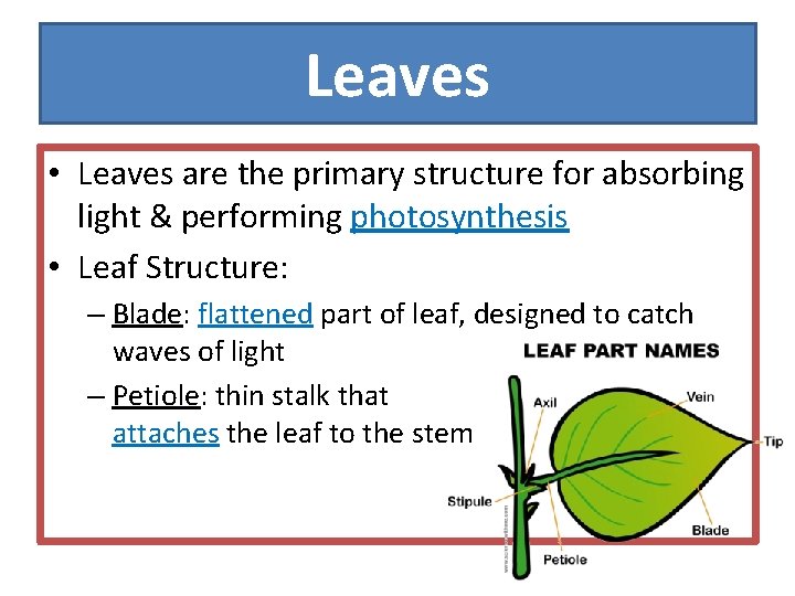 Leaves • Leaves are the primary structure for absorbing light & performing photosynthesis •