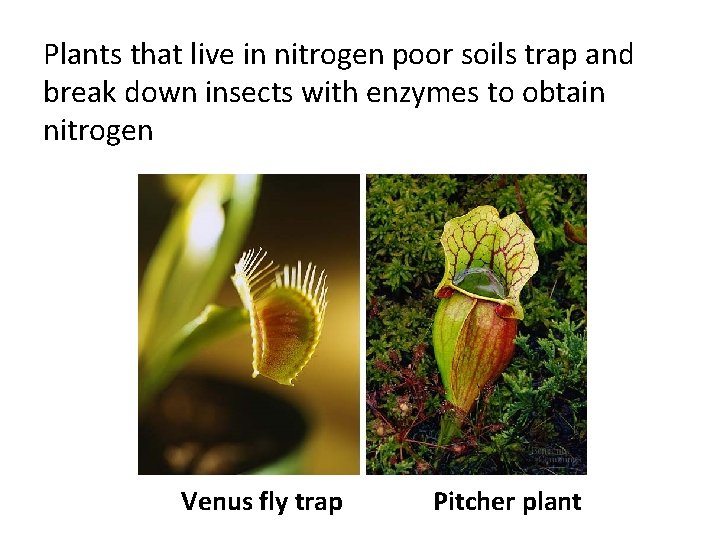 Plants that live in nitrogen poor soils trap and break down insects with enzymes